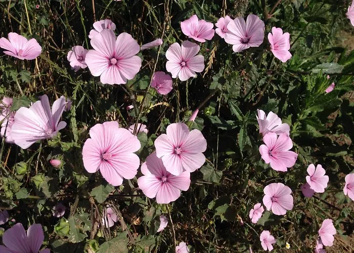 بيت شباب Greenside Of Sea *