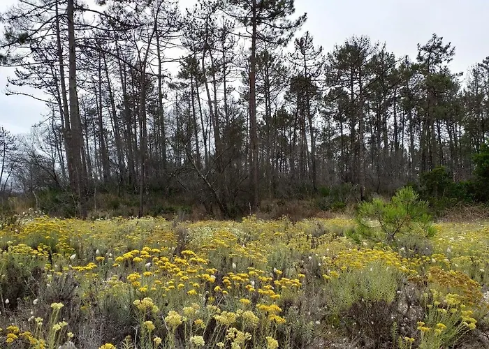 بيت شباب Greenside Of Sea *